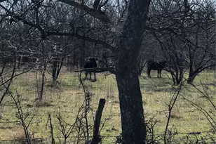 Tbd 13 846 Acres Winn Rd, Collinsville, TX 76233 - Photo 1