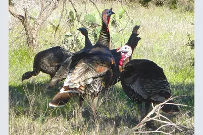 1052 Enchanted Rock Court, Possum Kingdom Lake, TX 76449 - Photo 11