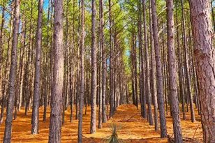 Lot 463 Us-175, LaRue, TX 75770 - Photo 23