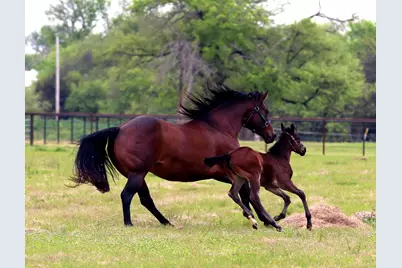 10399 Zipper Road, Pilot Point, TX 76258 - Photo 5