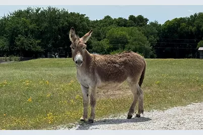 640 Heritage Creek Drive, Rhome, TX 76078 - Photo 19