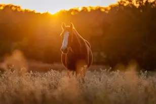 1210 Co Rd 232, Collinsville, TX 76233 - Photo 5