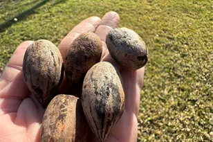 610 Greencove Dr, Garland, TX 75040 - Photo 15