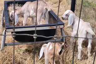 3559 Springfield Rd, Springtown, TX 76082 - Photo 37