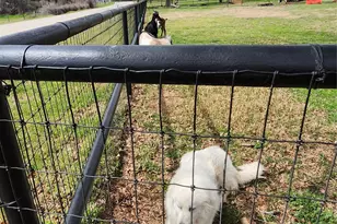 3559 Springfield Rd, Springtown, TX 76082 - Photo 39