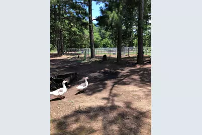 3640 Van Zandt County Road, Ben Wheeler, TX 75754 - Photo 7