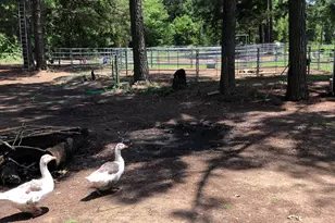 3640 Van Zandt County Rd, Ben Wheeler, TX 75754 - Photo 7