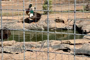 3640 Van Zandt County Rd, Ben Wheeler, TX 75754 - Photo 27
