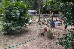 3640 Van Zandt County Rd, Ben Wheeler, TX 75754 - Photo 3