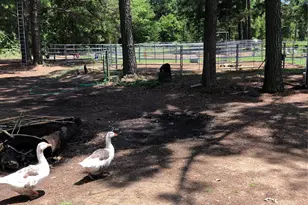 3640 Van Zandt County Rd, Ben Wheeler, TX 75754 - Photo 31