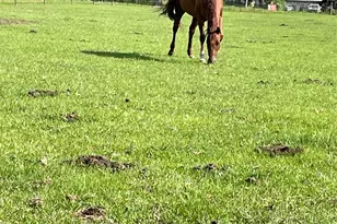 3640 Van Zandt County Rd, Ben Wheeler, TX 75754 - Photo 33