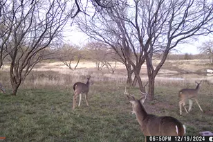 517 Co Rd 167, Eastland, TX 76448 - Photo 39