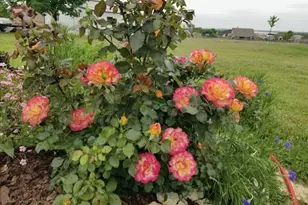 108 High Meadows Ct, Decatur, TX 76234 - Photo 27