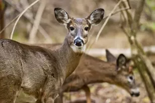 Tbd Fm1171, Flower Mound, TX 75022 - Photo 33