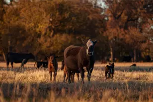 124 Private Road 3209, Bridgeport, TX 76426 - Photo 17