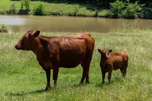 248 Shaffer Rd, Denison, TX 75021 - Photo 29