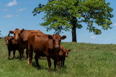 248 -Shaffer Road, Denison, TX 75021 - Photo 33