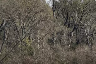 298 Lcr Redbud A, Mexia, TX 76667 - Photo 33