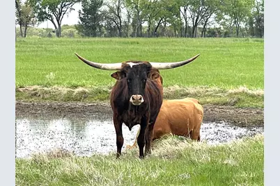 Phase 2 Lot 6 William Brewer Road, Tioga, TX 76271 - Photo 7