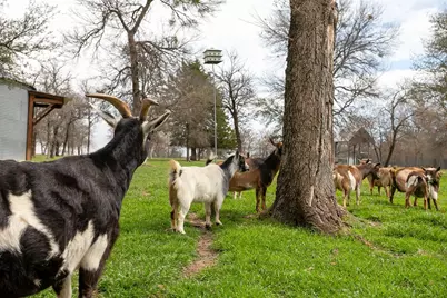 1615 Sanger Drive, Springtown, TX 76082 - Photo 35