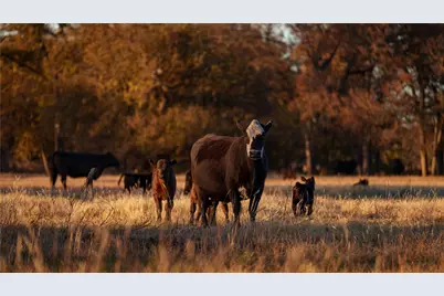 124 Private Road 3209, Bridgeport, TX 76426 - Photo 17