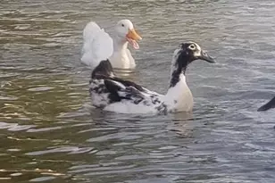 419 Sky Harbour Ct, Granbury, TX 76049 - Photo 37