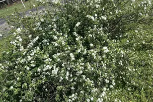 1624 Co Rd 1560, Alba, TX 75410 - Photo 27