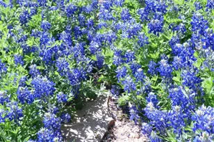 2016 N Lakeview Dr, Palo Pinto, TX 76484 - Photo 39