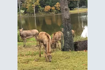 8300 Trophy Point, LaRue, TX 75770 - Photo 13