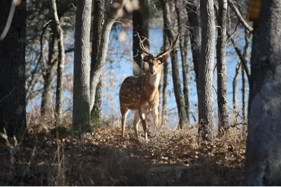 8300 Trophy Point, LaRue, TX 75770 - Photo 17