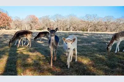 56 Shiloh Road, Streetman, TX 75859 - Photo 33