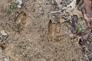 2211 Fm 2029, Telephone, TX 75488 - Photo 3