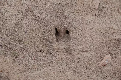 3842 Fm 2029, Telephone, TX 75488 - Photo 3