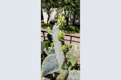 1801 Old Oak Drive, Arlington, TX 76012 - Photo 31