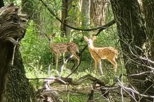 130 Parsonage St, Reno, TX 76020 - Photo 39