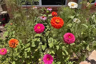 1224 Harvard Ln, Allen, TX 75002 - Photo 23