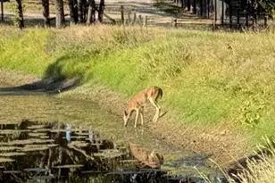 4067 Co Rd 414, St Jo, TX 76265 - Photo 37