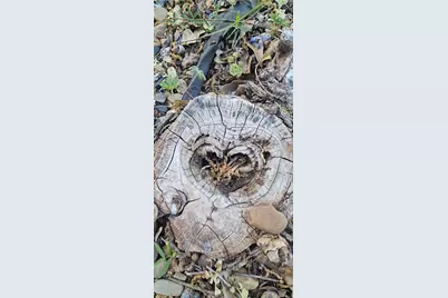 700 S Live Oak Street, Canton, TX 75103 - Photo 25