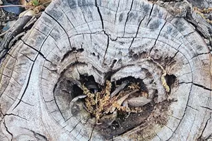 700 S Live Oak St, Canton, TX 75103 - Photo 25