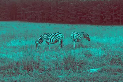 0 Fallow Run, LaRue, TX 75770 - Photo 5