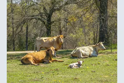 1800 Vz County Road 1207, Canton, TX 75103 - Photo 5