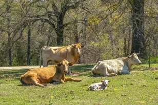 1800 Vz County Road 1207, Canton, TX 75103 - Photo 5