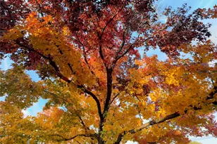 2006 Orchard Trail, Garland, TX 75040 - Photo 35