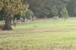 10227 County Rd 4101, Frankston, TX 75763 - Photo 39