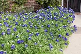 1712 Kaiser Cove, Argyle, TX 76226 - Photo 3