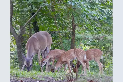 Tbd Broad Meadow, Murchison, TX 75778 - Photo 29