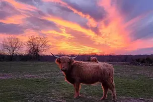 4081 Fm 2736, Campbell, TX 75422 - Photo 37