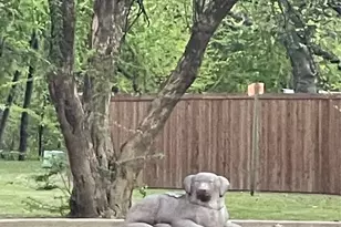 313 Westwood Dr, Rockwall, TX 75032 - Photo 5