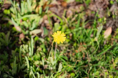 10813 Fm 773, Ben Wheeler, TX 75754 - Photo 21