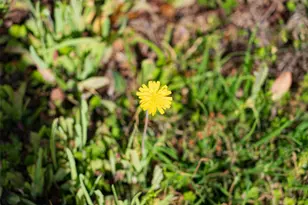 10813 FM773, Ben Wheeler, TX 75754 - Photo 21